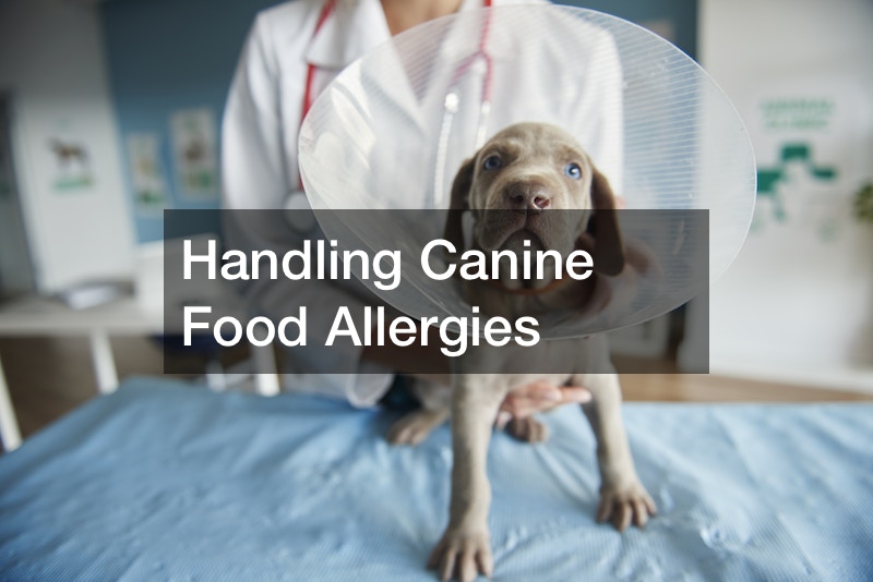 Handling Canine Food Allergies
